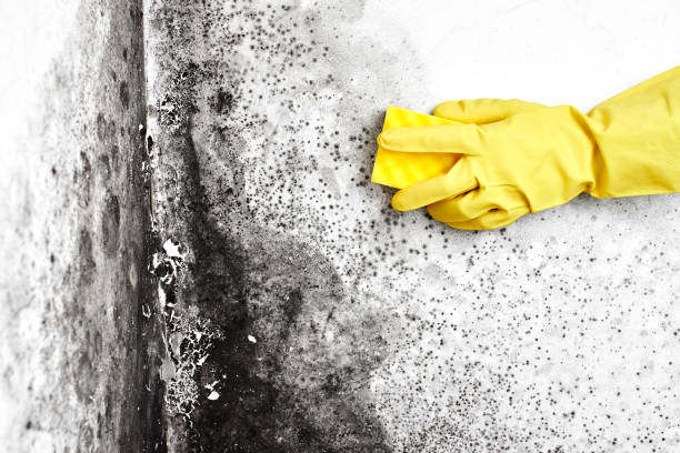 Best Local Mold Removal Service  in Clarkdale, AZ