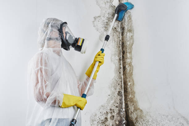 Best Attic Mold Removal  in Clarkdale, AZ