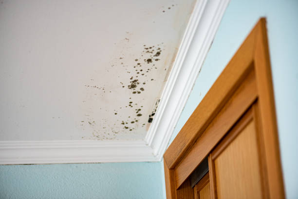 Best Mold Removal Company Near Me  in Clarkdale, AZ