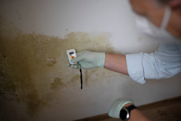 Best Office Mold Removal Services  in Clarkdale, AZ