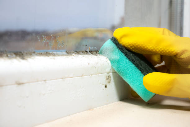 Best Mold Damage Repair  in Clarkdale, AZ