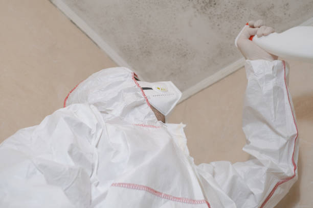 Mold Removal and Inspection in Clarkdale, AZ