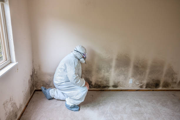 Best Mold Cleaning Services  in Clarkdale, AZ
