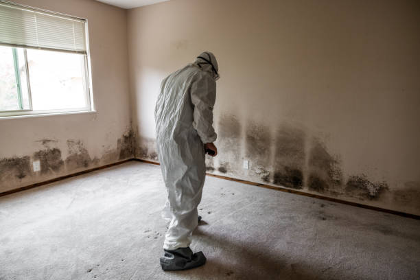 Best Black Mold Removal  in Clarkdale, AZ