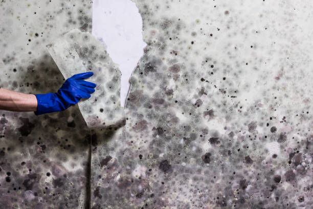 Best Attic Mold Removal  in Clarkdale, AZ