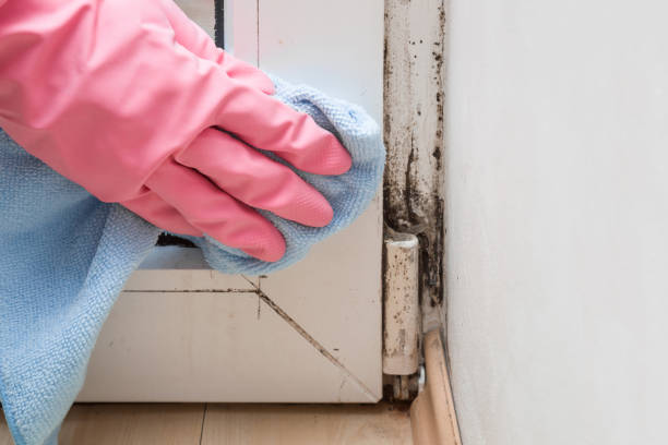 Best Office Mold Removal Services  in Clarkdale, AZ