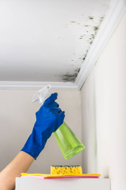 Best Fast Mold Removal  in Clarkdale, AZ