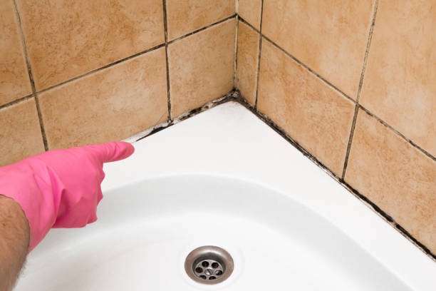 Best Same-Day Mold Removal  in Clarkdale, AZ